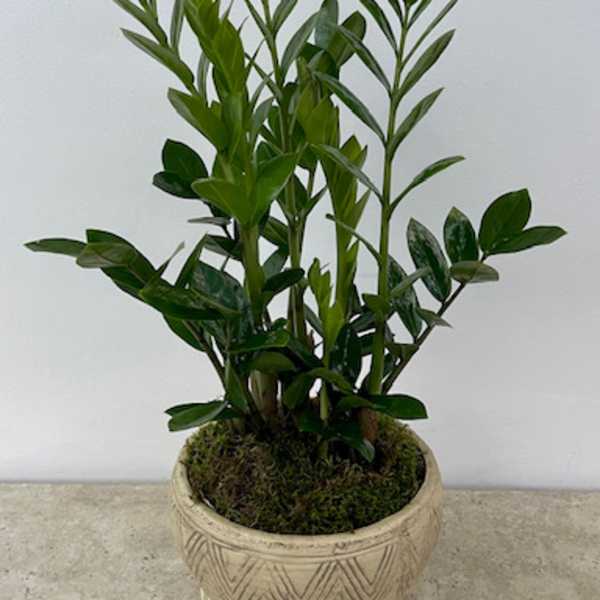 Potted green plant in a beige decorative ceramic planter