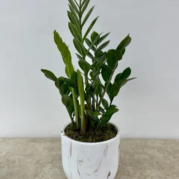 Potted green ZZ plant in a white ceramic planter