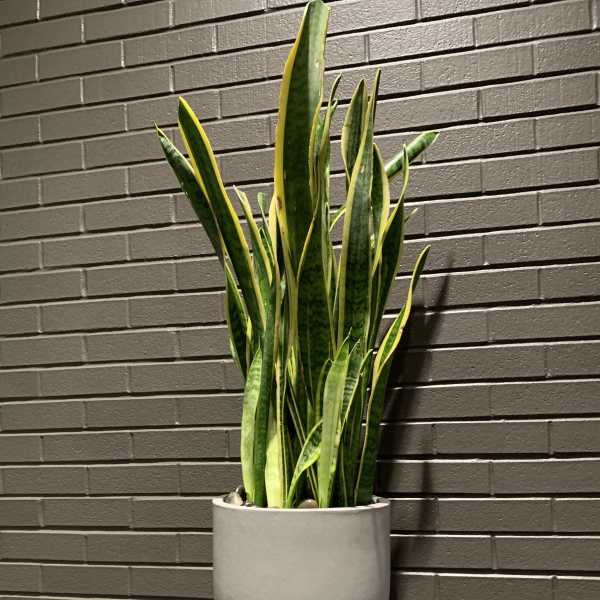 Tall snake plant in a gray planter with wooden legs