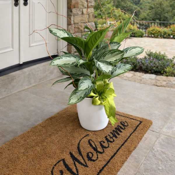 Potted green plant with variegated leaves and a ribbon in a white pot