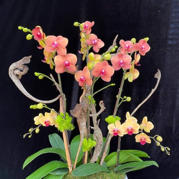 Orchid arrangement in a gray bowl with peach and yellow blooms