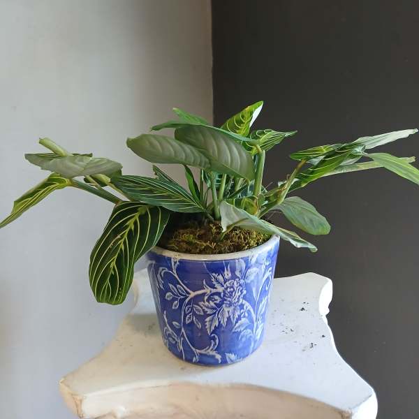 Potted tropical plant with striped green leaves in a blue ceramic pot