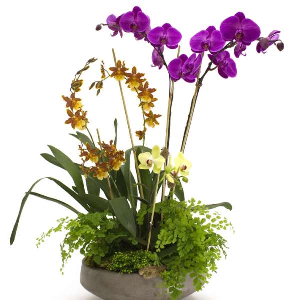 Purple and yellow orchids arranged in a low gray bowl