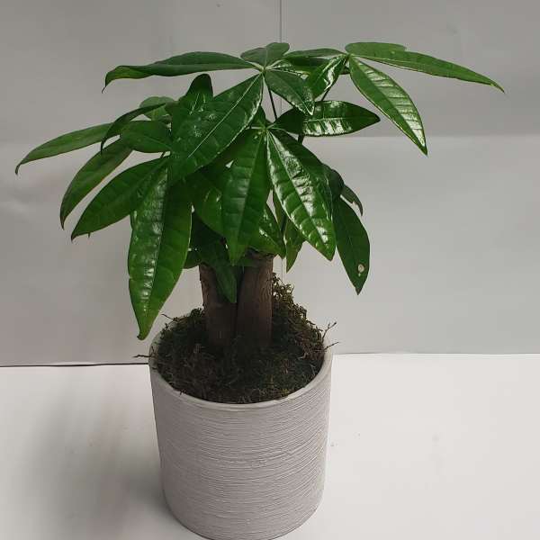 Potted money tree plant in a white ceramic pot