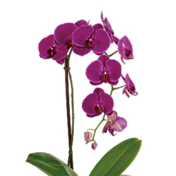 Purple orchid plant in a patterned pink pot