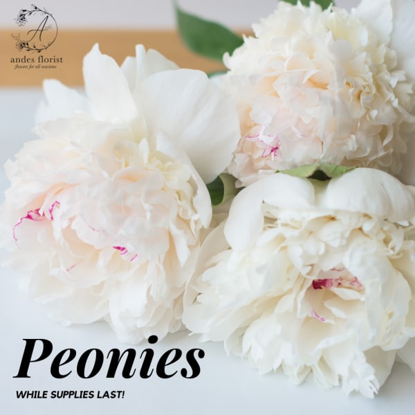 White peonies arranged in a close-up floral display