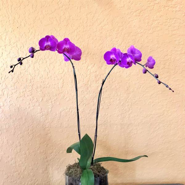 Purple orchids in a glass pedestal vase