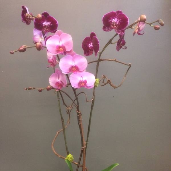 Pink and purple orchids in a black textured pot