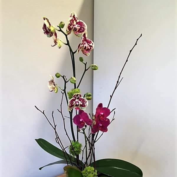Tall orchid arrangement in a square silver vase
