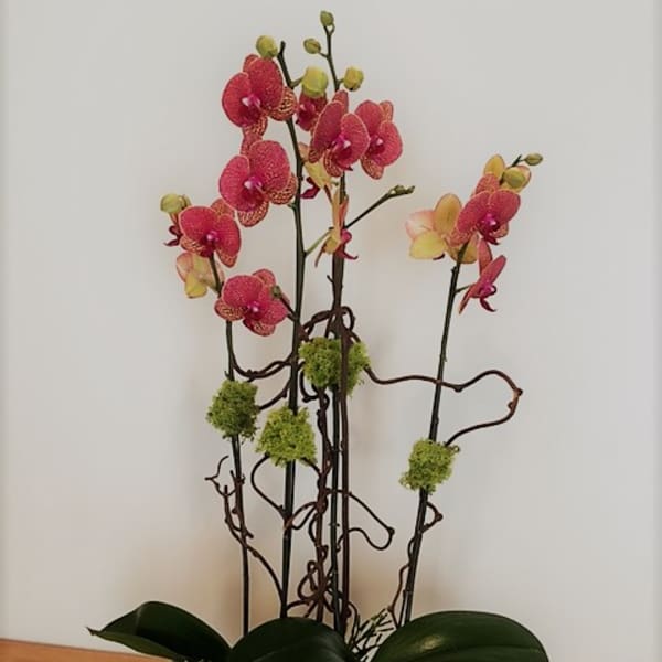 Pink orchids in a low red container with dark green leaves