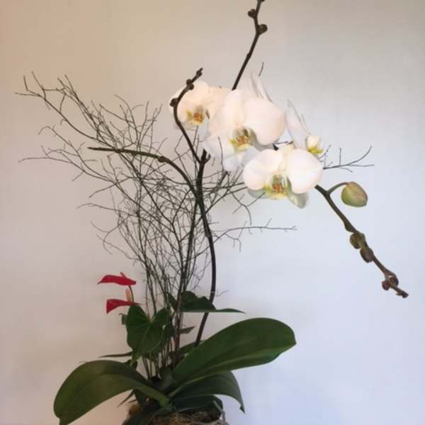 White orchid arrangement in a black pot with branches and red accents