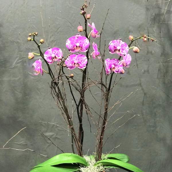 Pink orchids in a square brown vase with broad green leaves