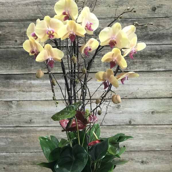 Potted orchid arrangement with pale yellow blooms in a burgundy container