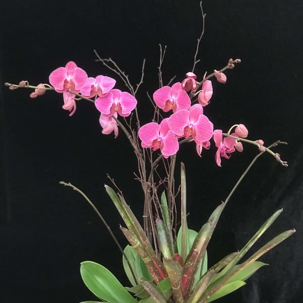 Pink orchids arranged in a square gray planter with moss