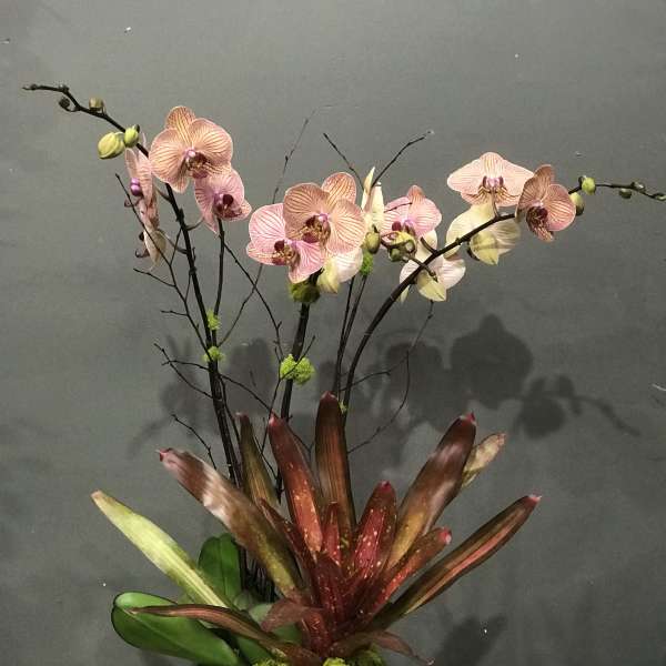 Orchid arrangement in a square stone planter with burgundy foliage