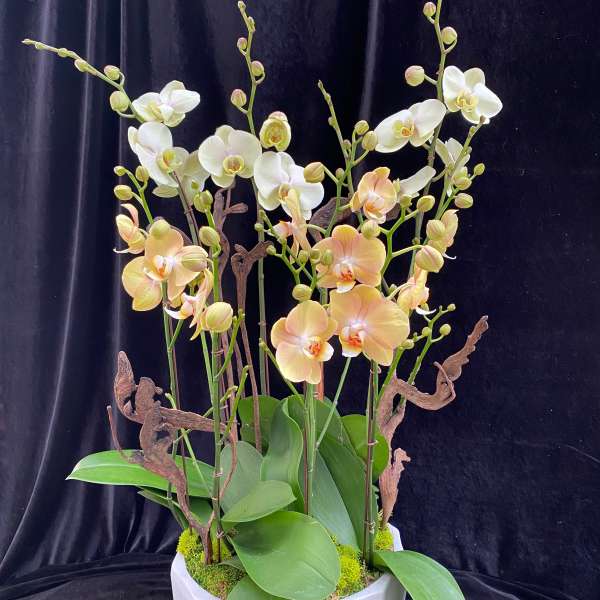 White and peach orchids in a white ceramic pot