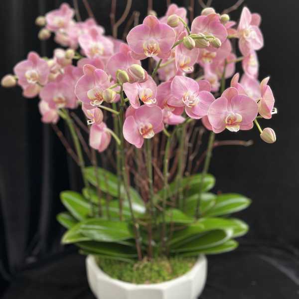 Pink orchids in a white pot with green leaves