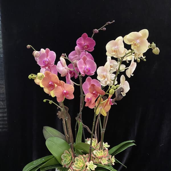 Potted orchid arrangement with pink, peach, and white blooms