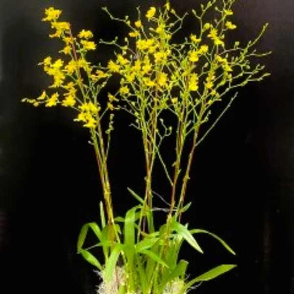 Tall yellow orchid arrangement in a white pot