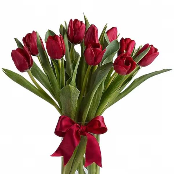 Radiantly Red Tulips