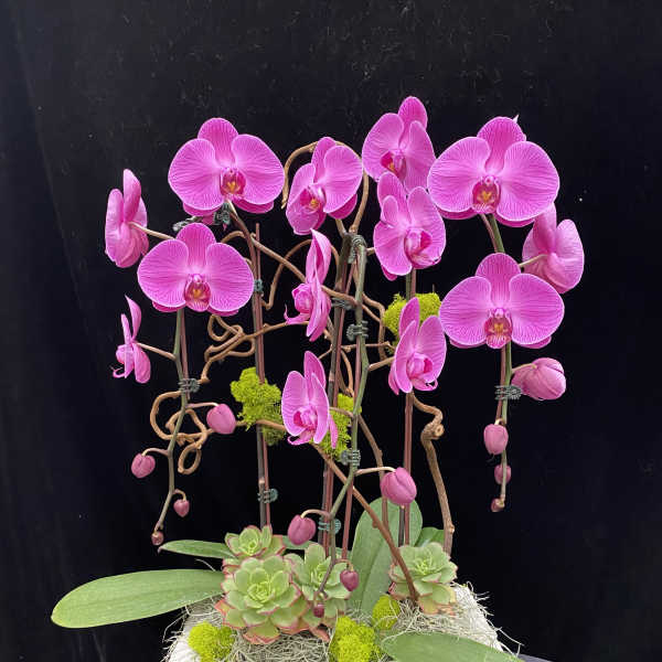 Pink orchids arranged in a white planter with succulents