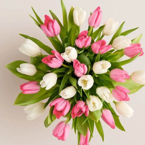 Bouquet of pink and white tulips with green leaves