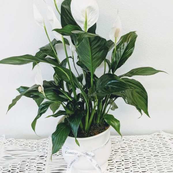 White peace lilies in a white pot with a ribbon