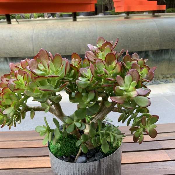 Potted succulent arrangement in a ribbed metal container