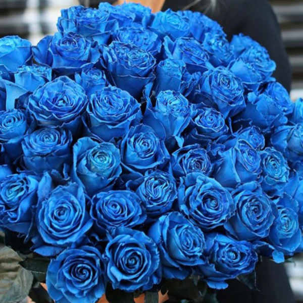 Bouquet of vivid blue roses