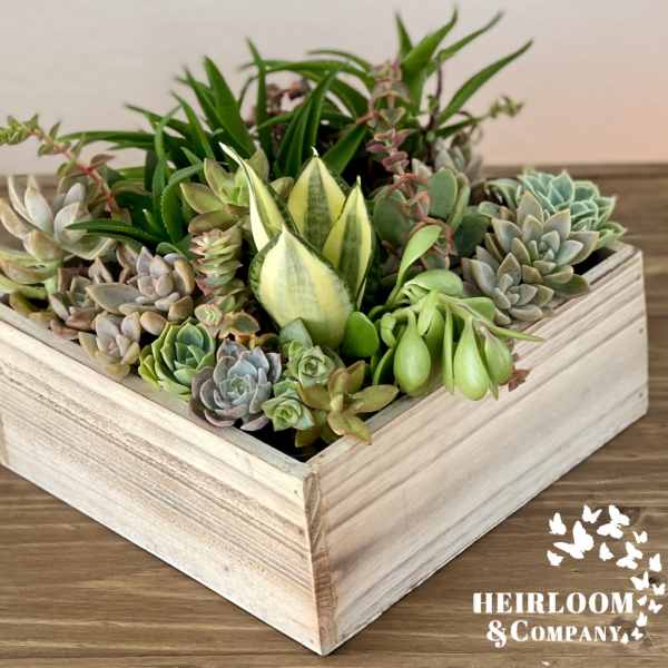 Succulent arrangement in a square wooden box