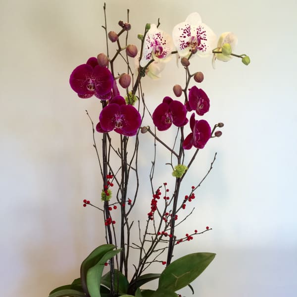 Tall orchid arrangement in a gray pot with magenta and white blooms