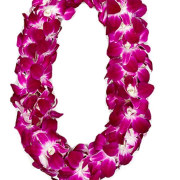 Magenta orchid lei on a white background