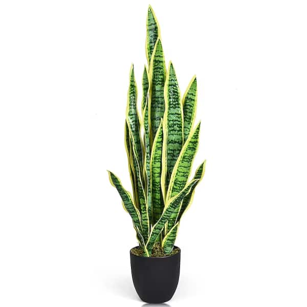 SNAKE PLANT (10 IN)