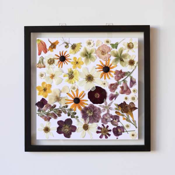 Framed pressed flowers arranged on a white background