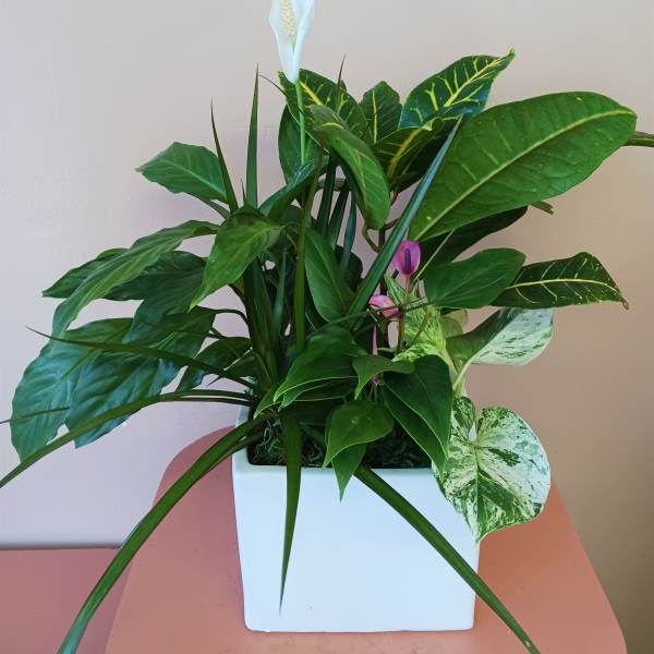 Potted green plant arrangement with a white peace lily bloom