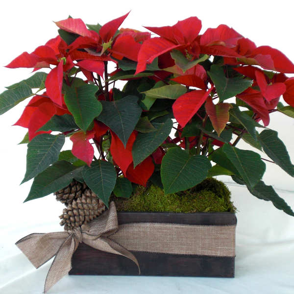 Potted poinsettia arrangement with red bracts and a burlap ribbon