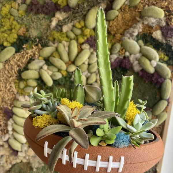 Football-shaped succulent arrangement in a terracotta planter
