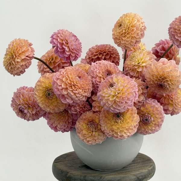 The Calling all Dahlia Lovers arrangement!