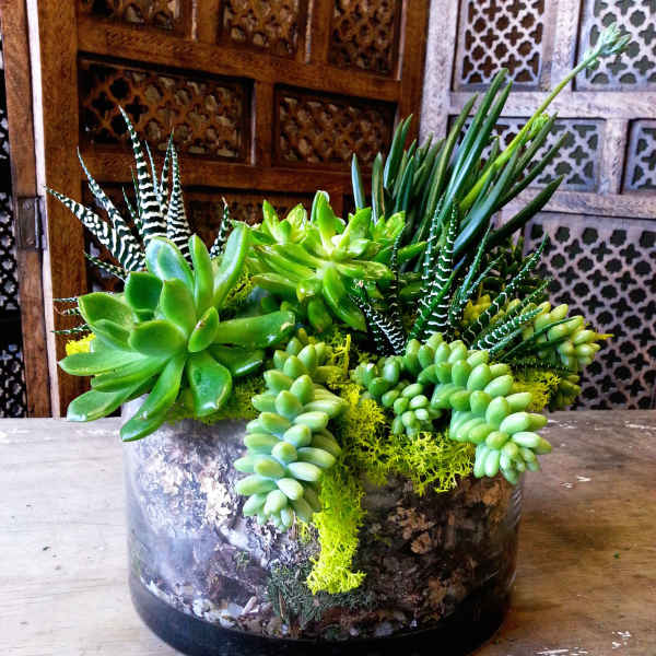 Succulent arrangement in a round glass container