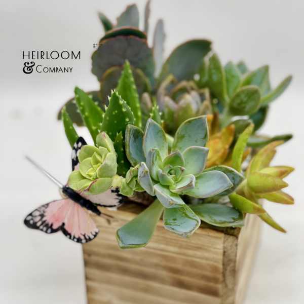 Succulent arrangement in a wooden box with a butterfly decoration