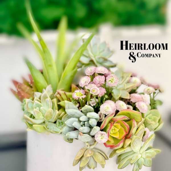 Succulent arrangement in a white pot with small pink flowers
