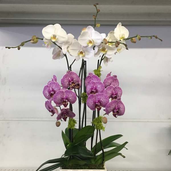 Four