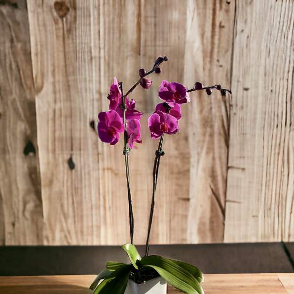 Potted purple orchid with broad green leaves in a white square planter