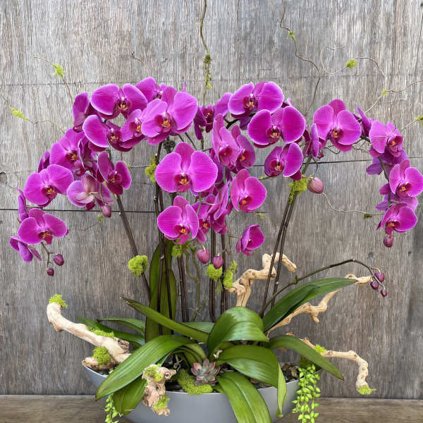 Magenta orchid arrangement in a gray bowl planter