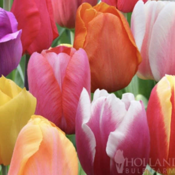Close-up of colorful tulips in pink, purple, orange, yellow, and white