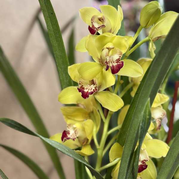 Yellow orchid blooms with red centers among long green leaves