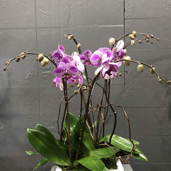 Purple orchids in a white rectangular planter