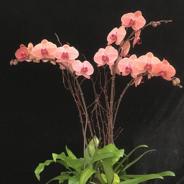 Pink orchids arranged in a square planter with green foliage
