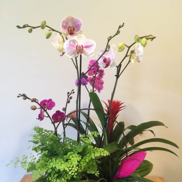Orchid arrangement in a rectangular wooden planter with green foliage
