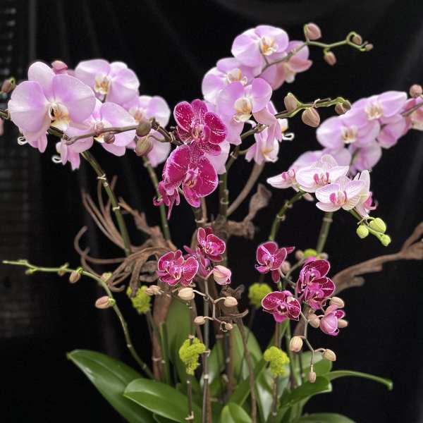 Potted orchid arrangement with pink and magenta blooms in a white container
